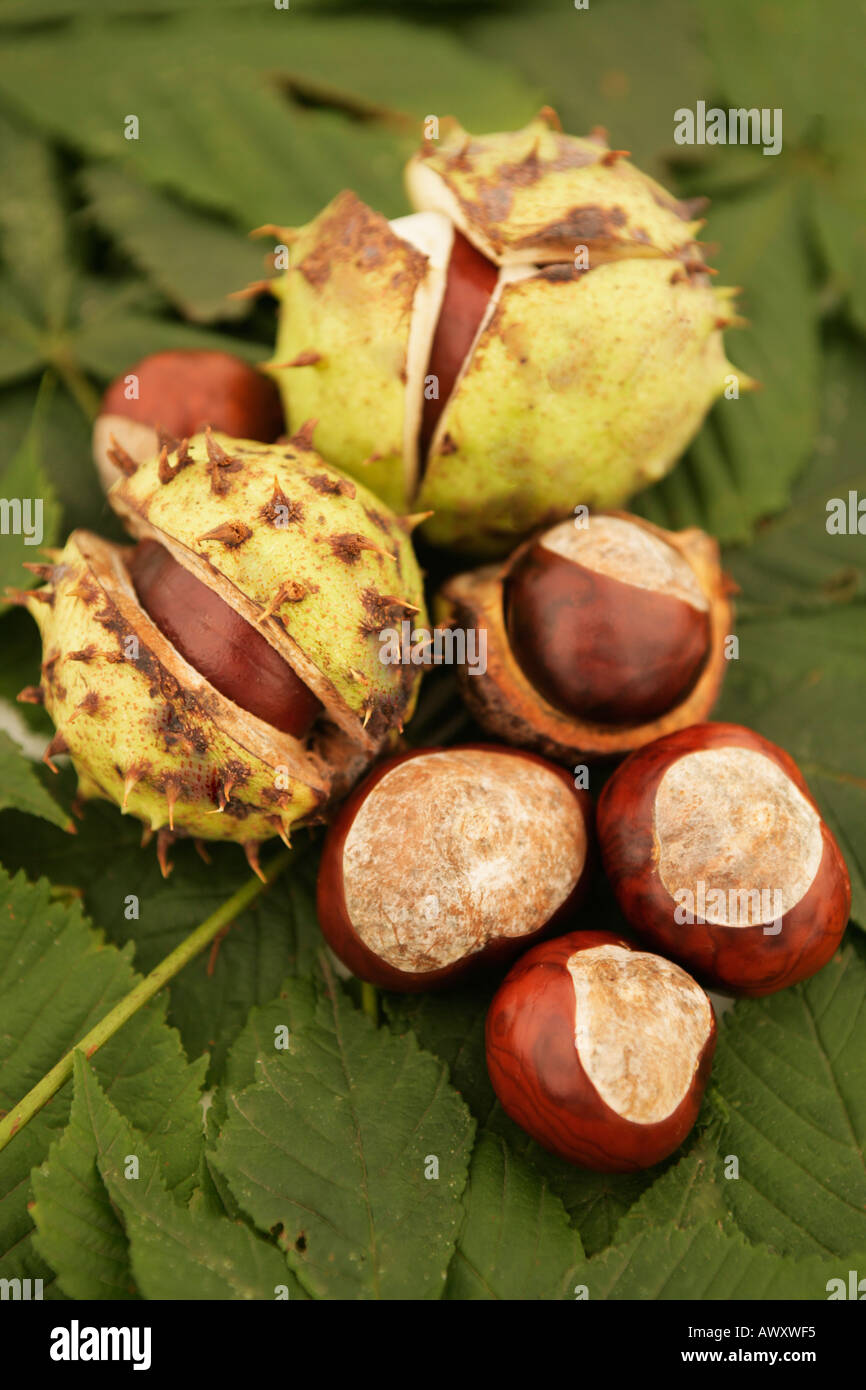 Horse Chestnuts in and out of their case on a bed of Horse Chestnut leaves. Stock Photo