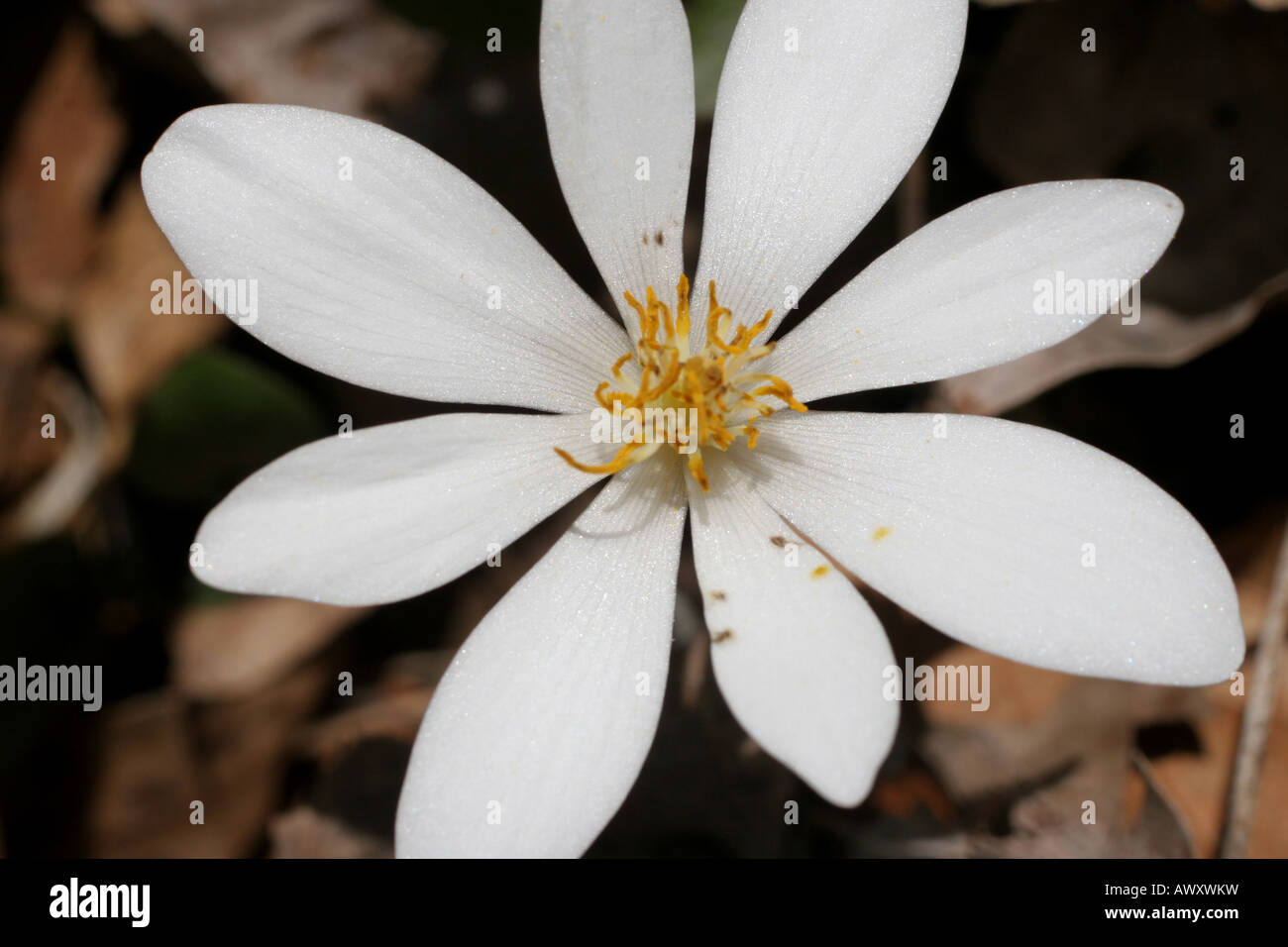 bloodroot spring flower Stock Photo - Alamy