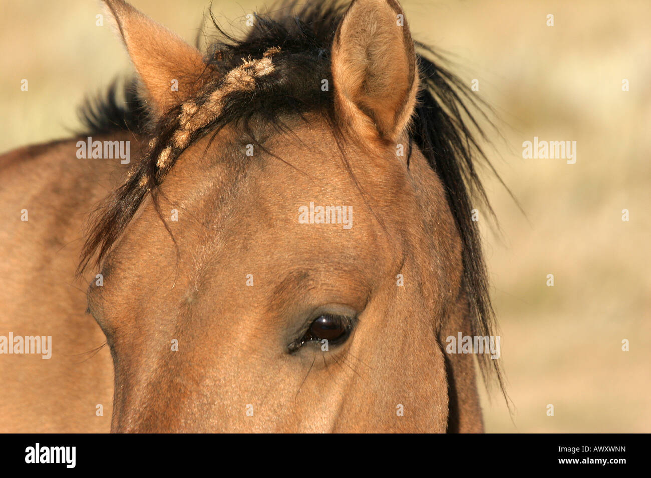 Wild rare Horse breed named the Spanish Gila found isolated in the hills of New Mexico Stock Photo