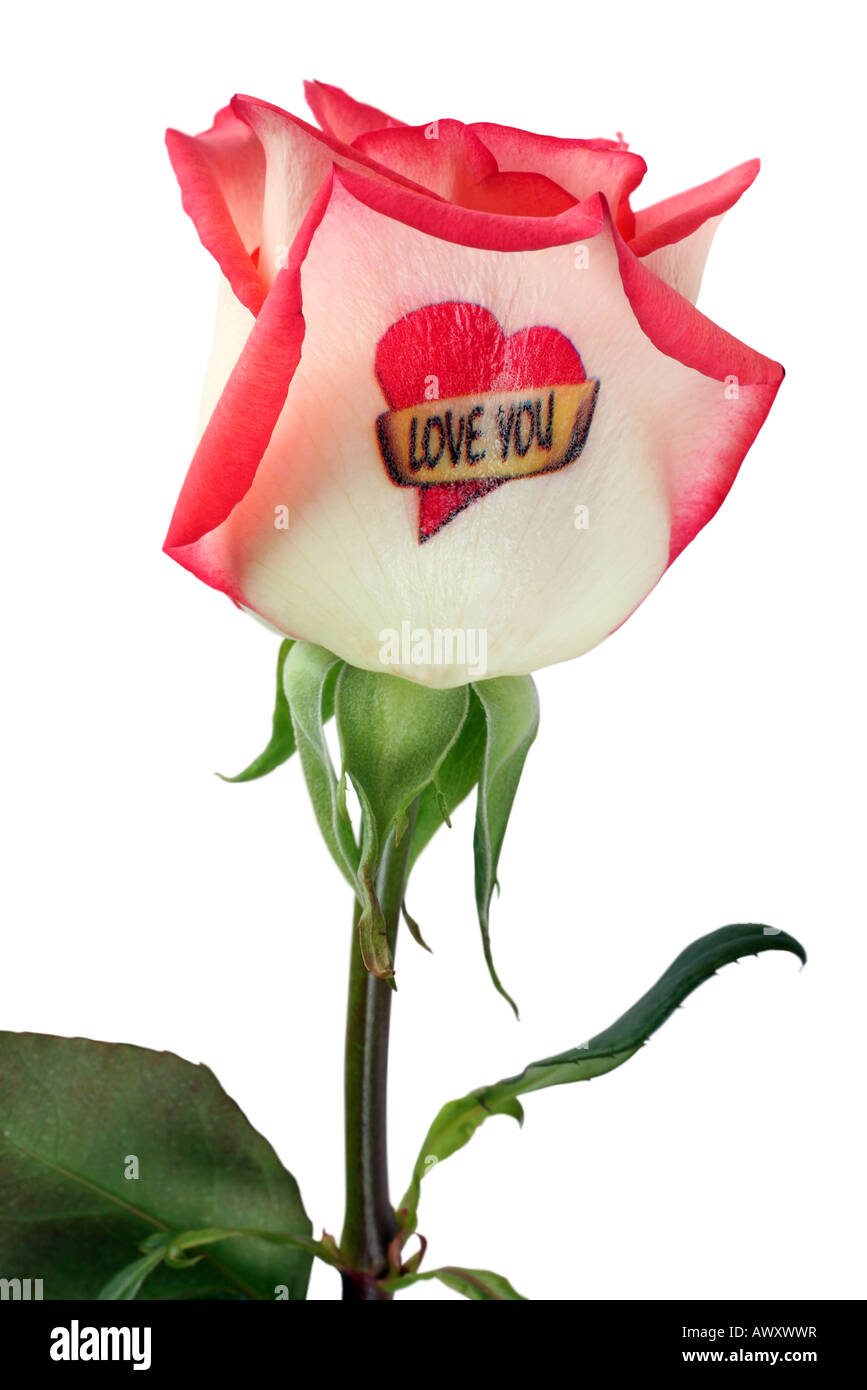Pink flower rose isolated on white background Stock Photo - Alamy