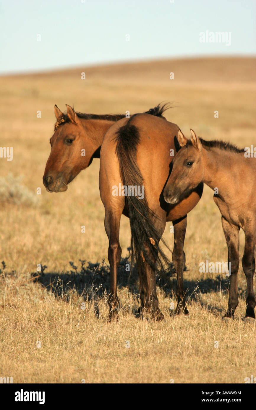 A mother and baby wild horse a rare breed of the Spanish Gila herd found in the hills of New Mexico Stock Photo