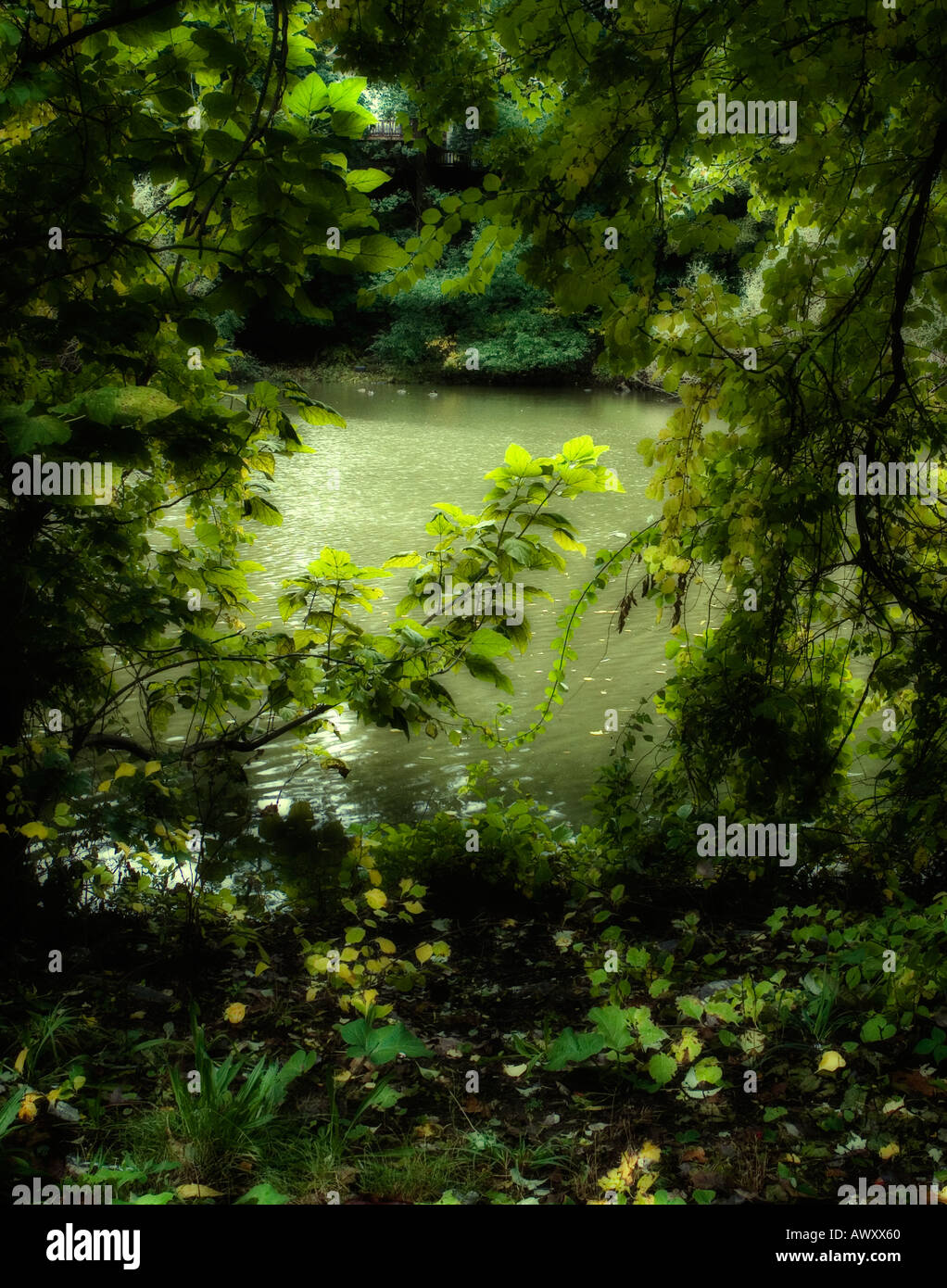 viewpoint peeking through the woods into a pond surrounded by lush green trees shrubs and other plant life Stock Photo