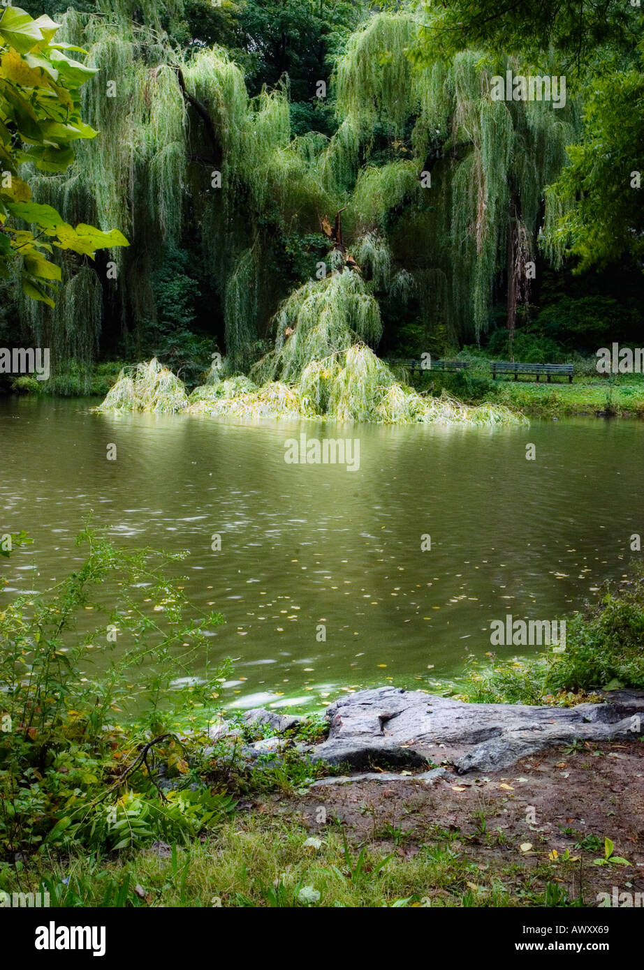 pond surrounded by weeping willow trees Stock Photo - Alamy
