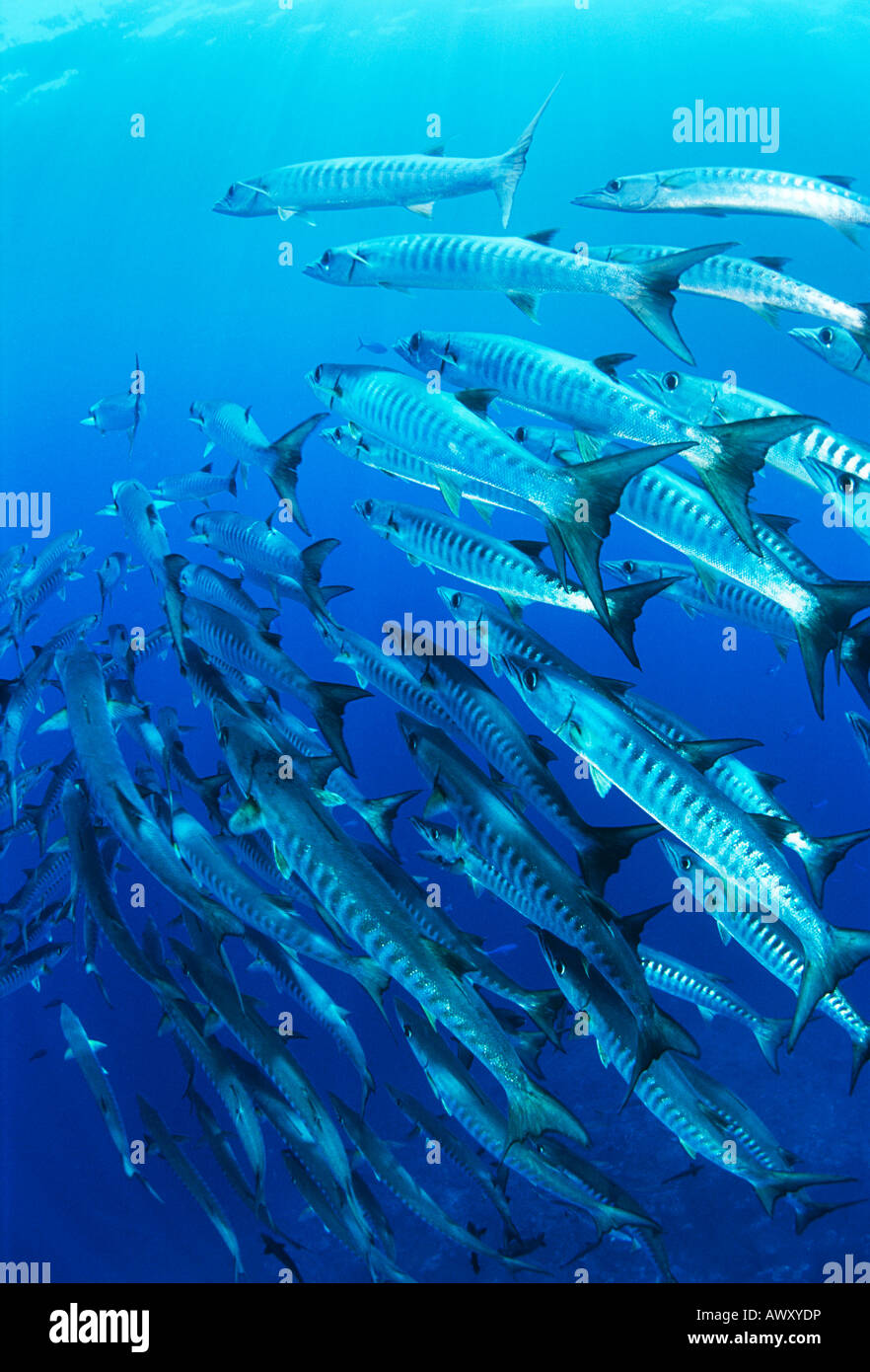 School of blackfin barracuda fish Stock Photo - Alamy