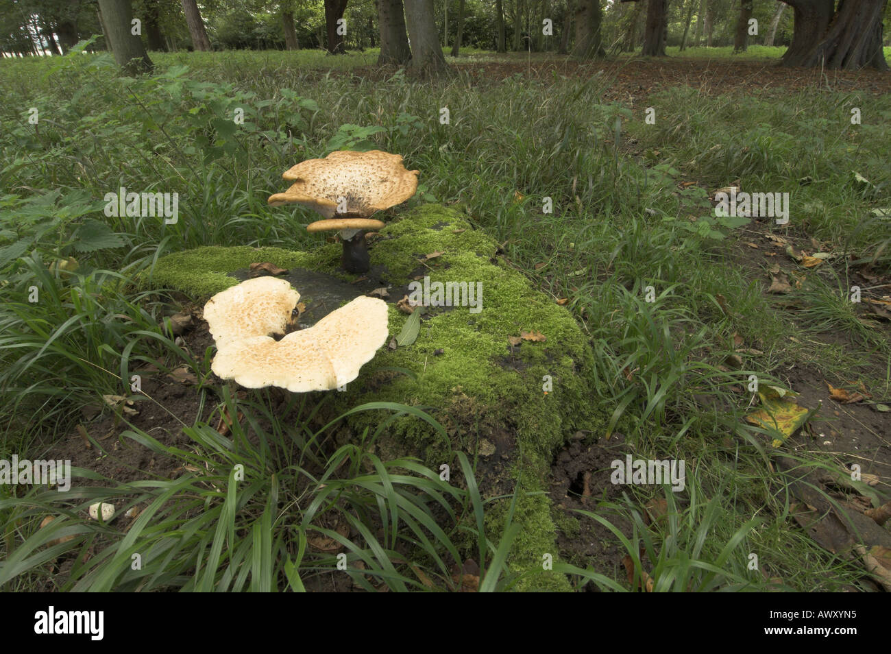Fungi Dryads Saddle polyporus squamosus growing on decidious tree stump Norfolk UK October Stock Photo