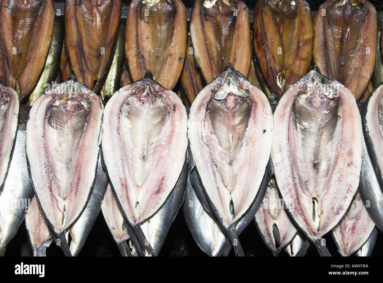 Kippers herring clupea harengus hung up in smoking shed North East