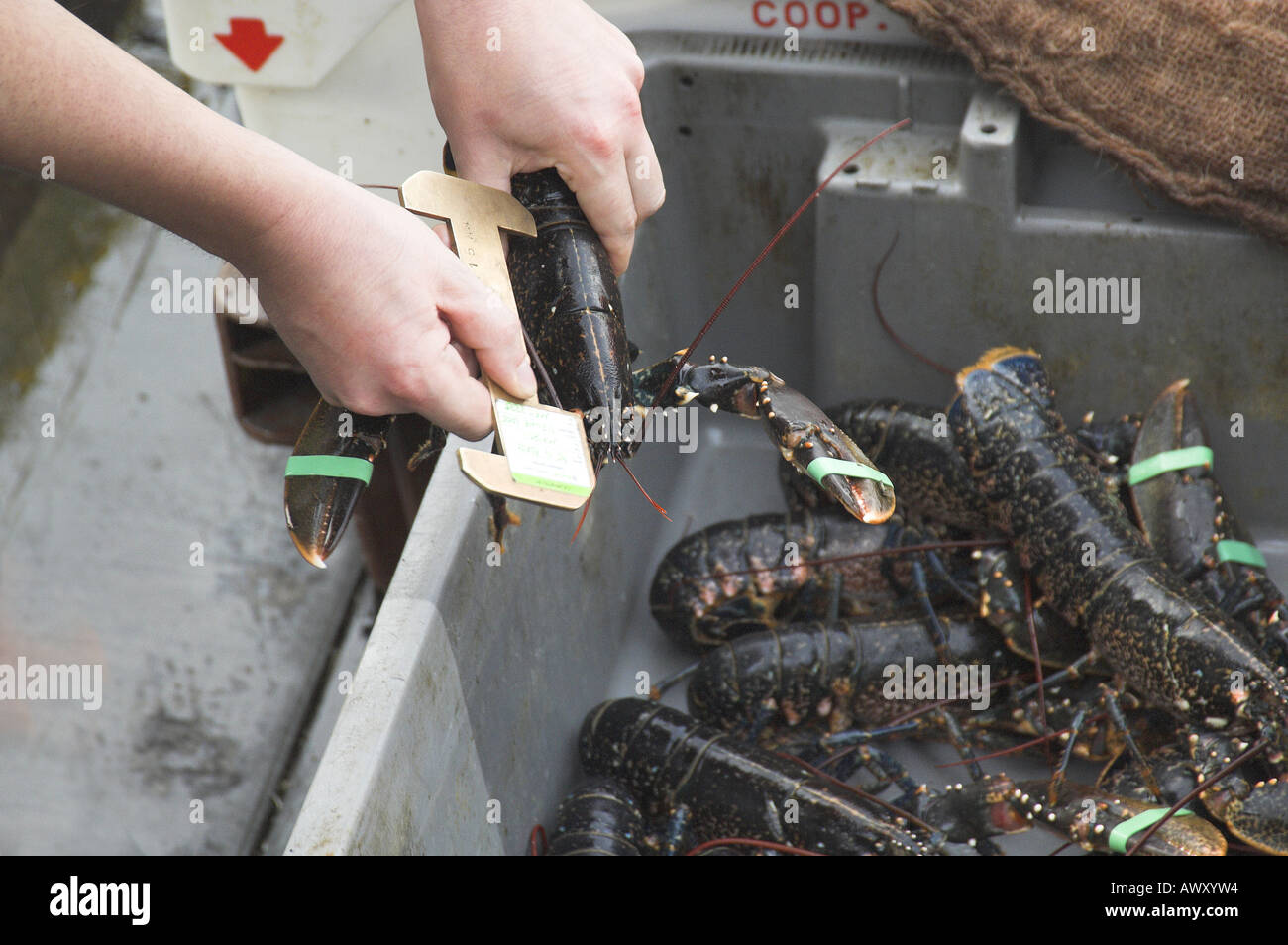 Fisheries inspector checking lobster homarus vulgaris for minimum legal