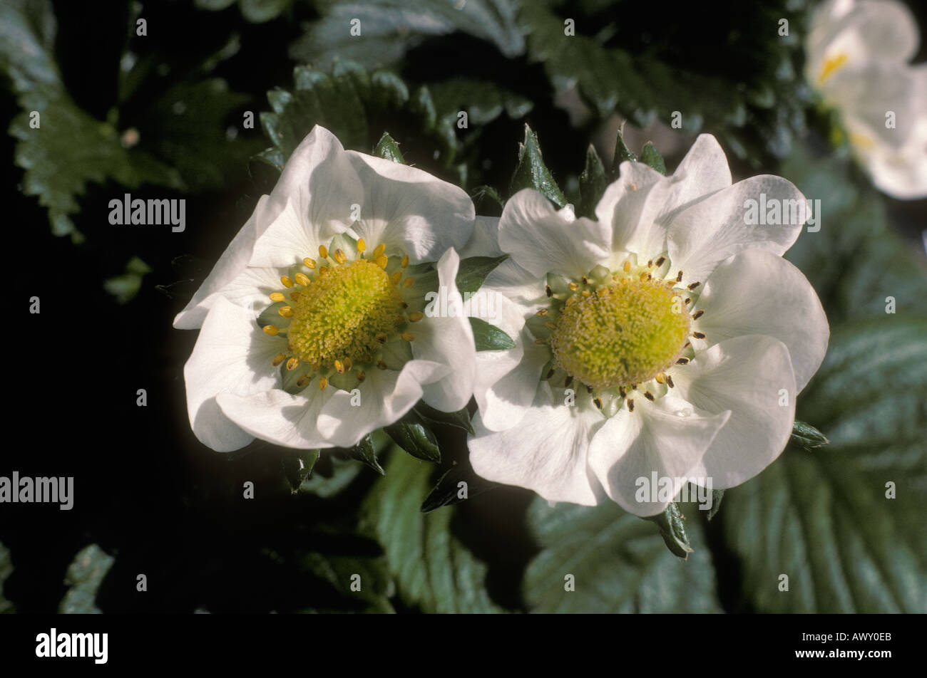 Plant strawberry flowers hi-res stock photography and images - Alamy