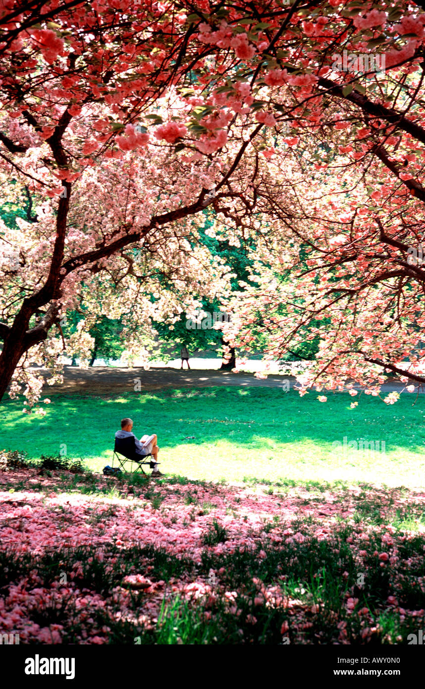 Flowering tree cherry blossom central park hires stock photography and