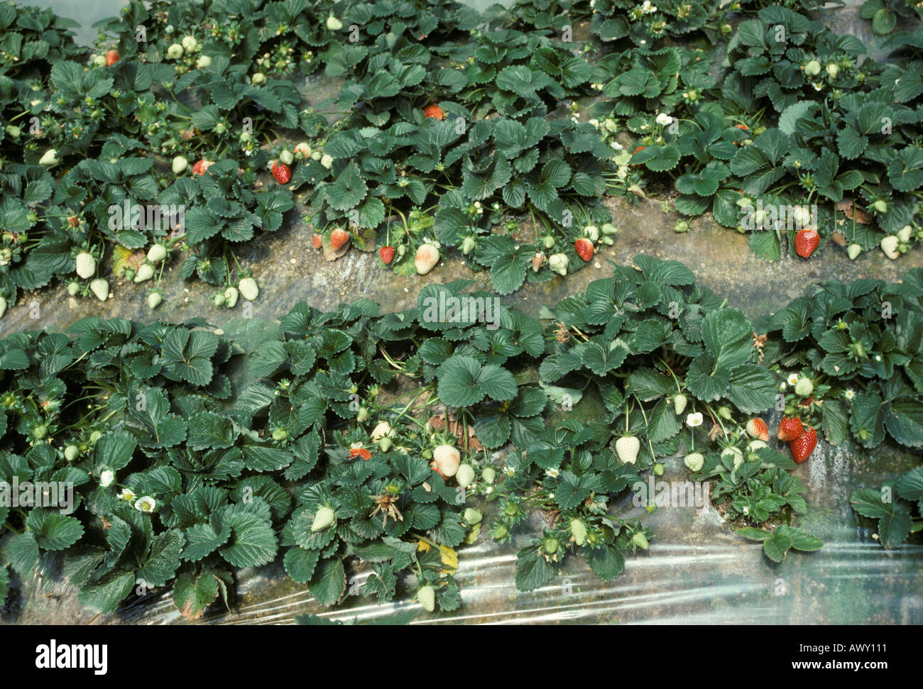 Strawberry plants with strawberries. Culture in rows. Spain Stock Photo