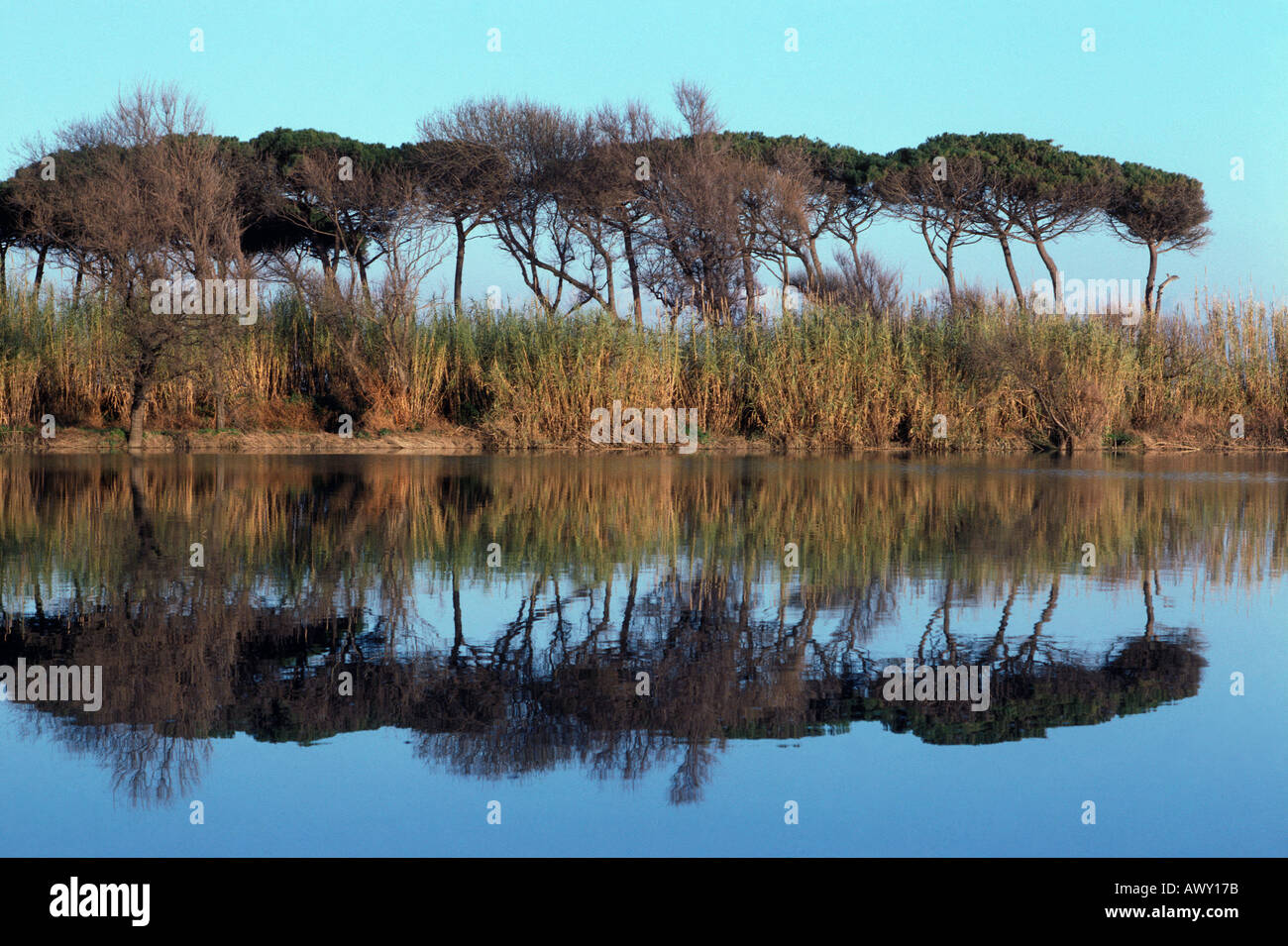 Pine wood ecosystems hi-res stock photography and images - Alamy