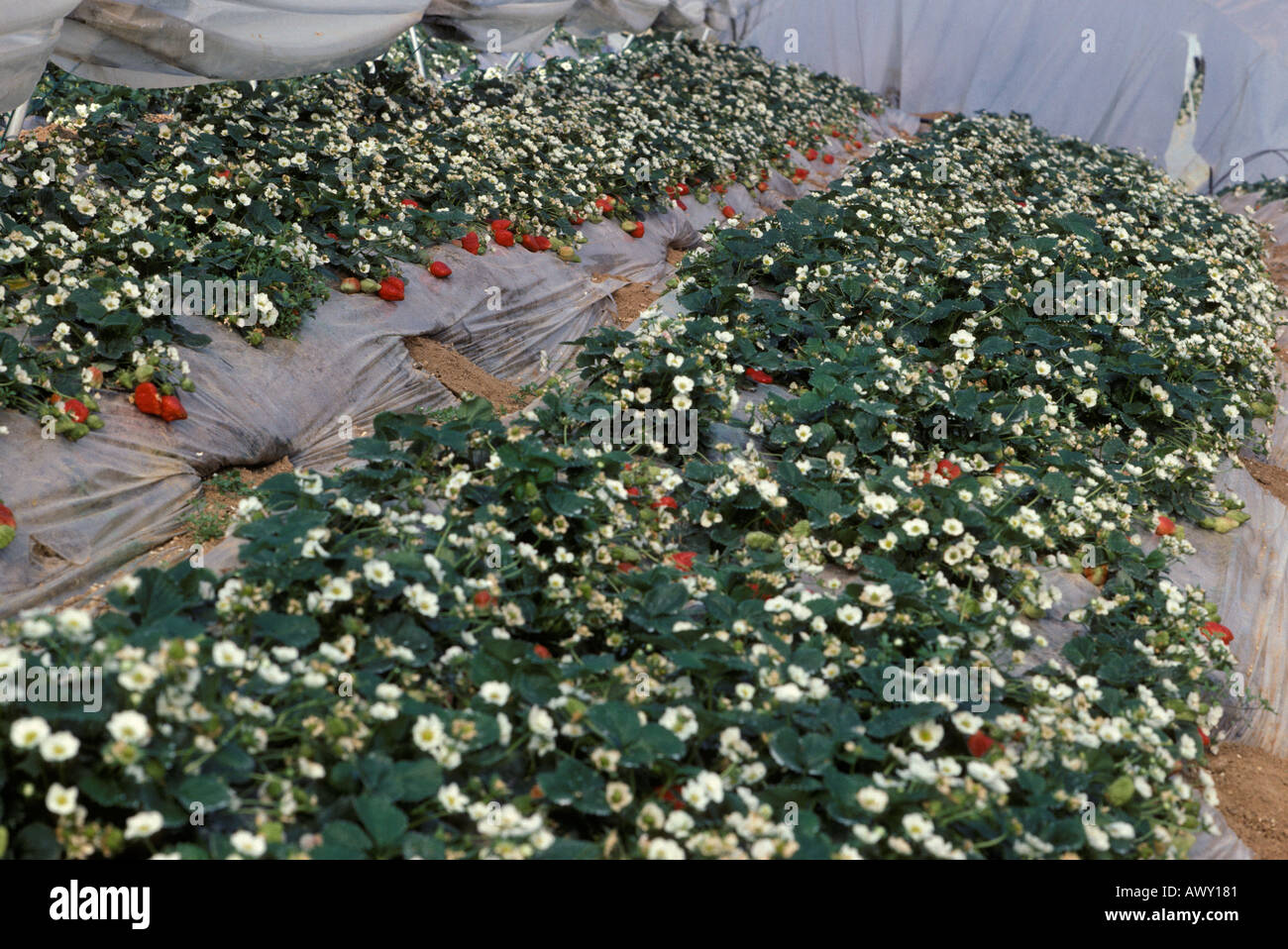 Strawberry plants growing in greenhouses Stock Photo - Alamy