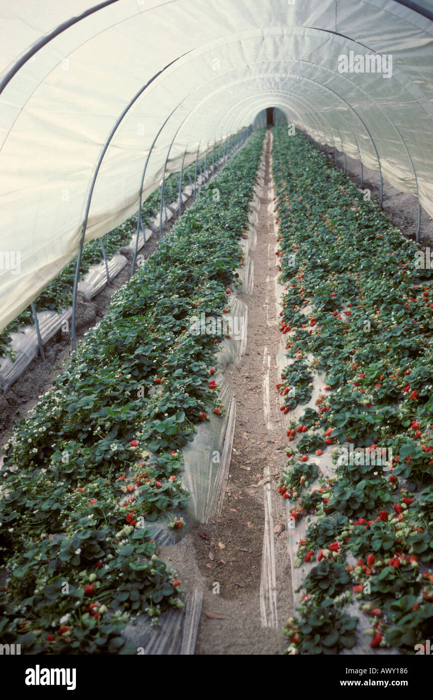 Strawberry plants growing in greenhouses Stock Photo - Alamy