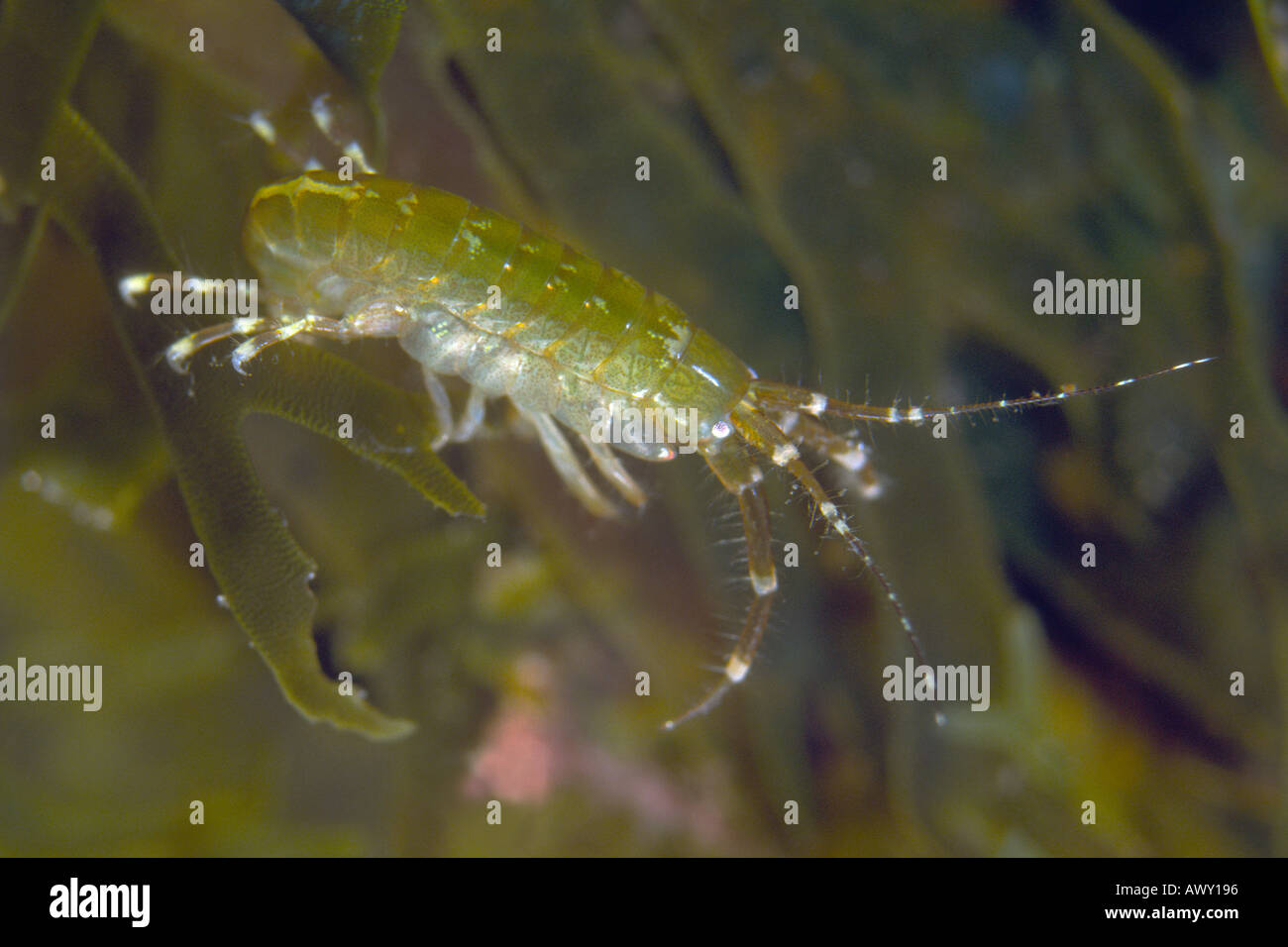 Amphipod, Gammarus sp. On alga. Underwater Stock Photo