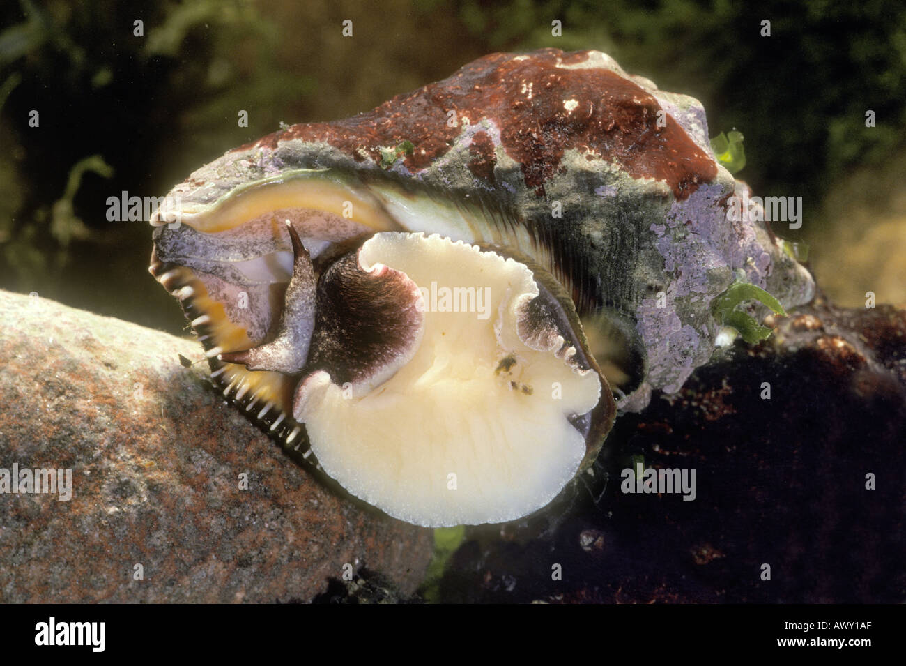 Oyster Drill Sea Snail, Stramonita haemastoma Stock Photo Alamy