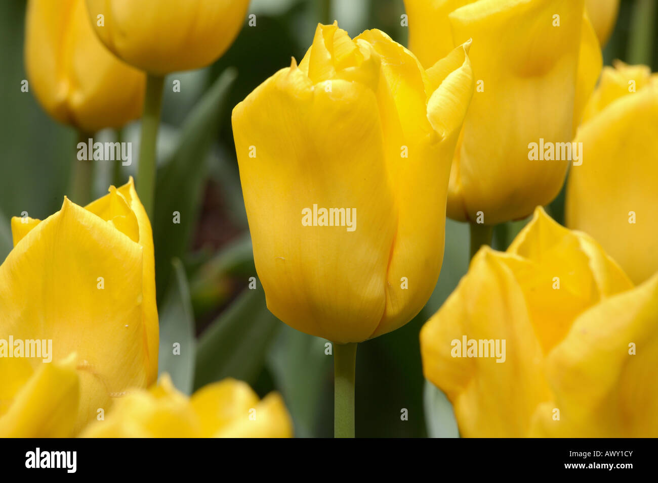 YELLOW TULIPS Stock Photo