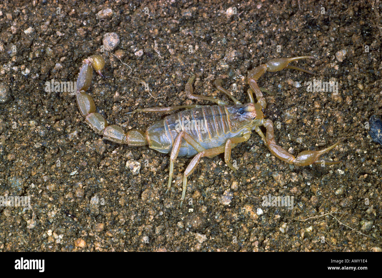 Scorpion, Buthus occitanus Stock Photo
