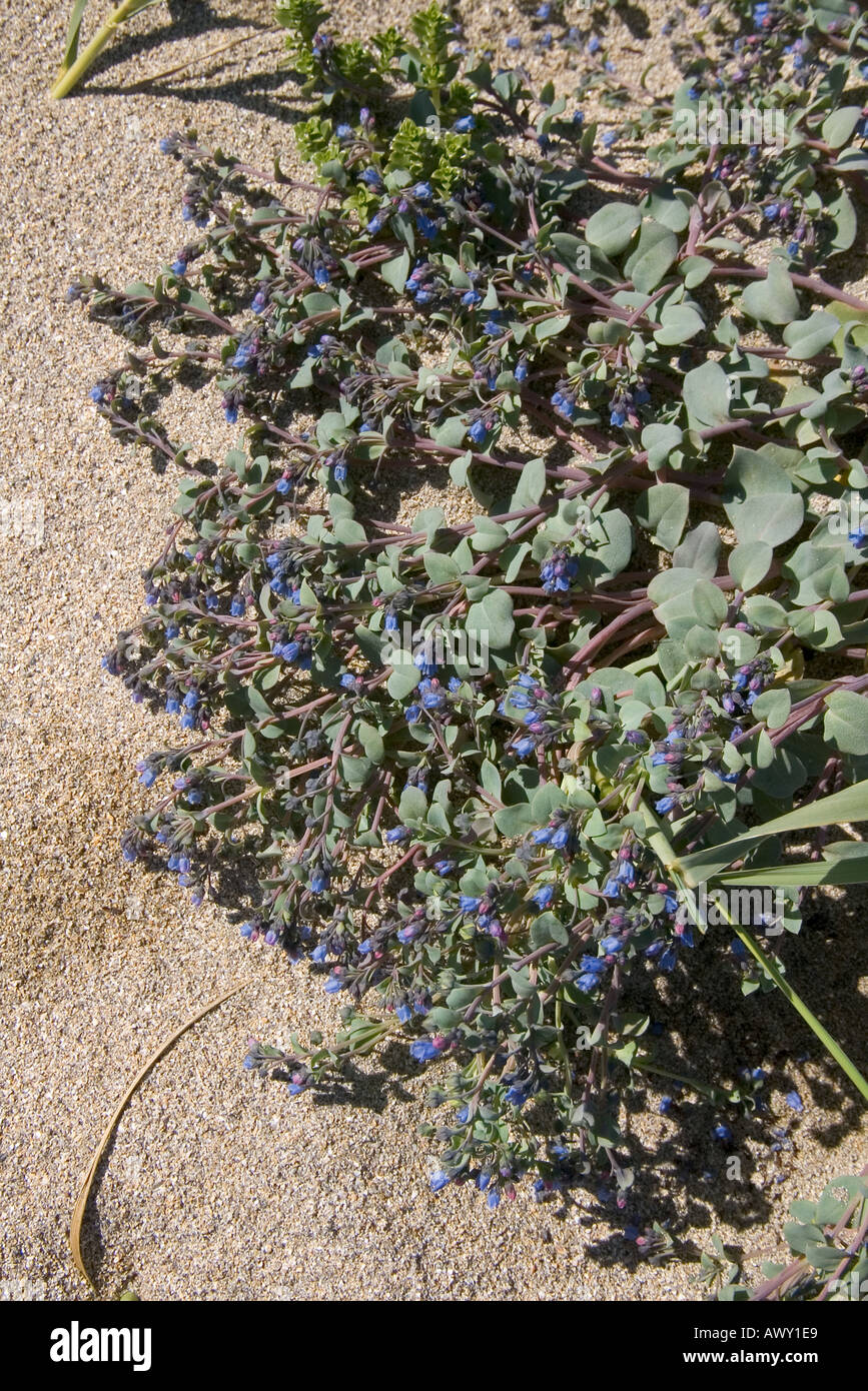 dh Oysterplant FORGET ME NOT UK Blue purple flowering sand creeping plant on silver sandy beach Orkney Stock Photo