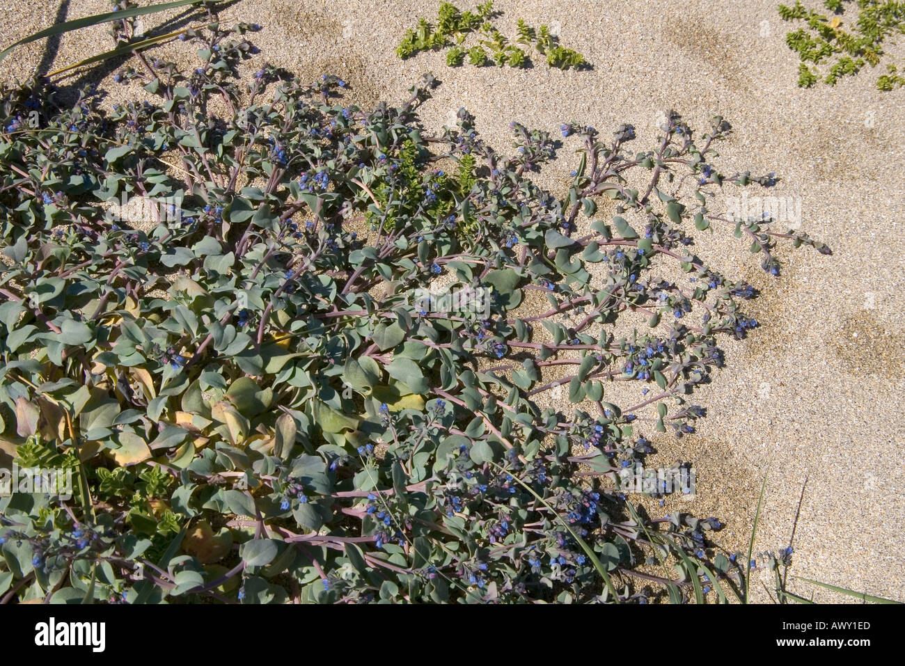dh Oysterplant FORGET ME NOT UK Blue flowering sand creeping plant on beach Orkney wild flowers scotland Stock Photo