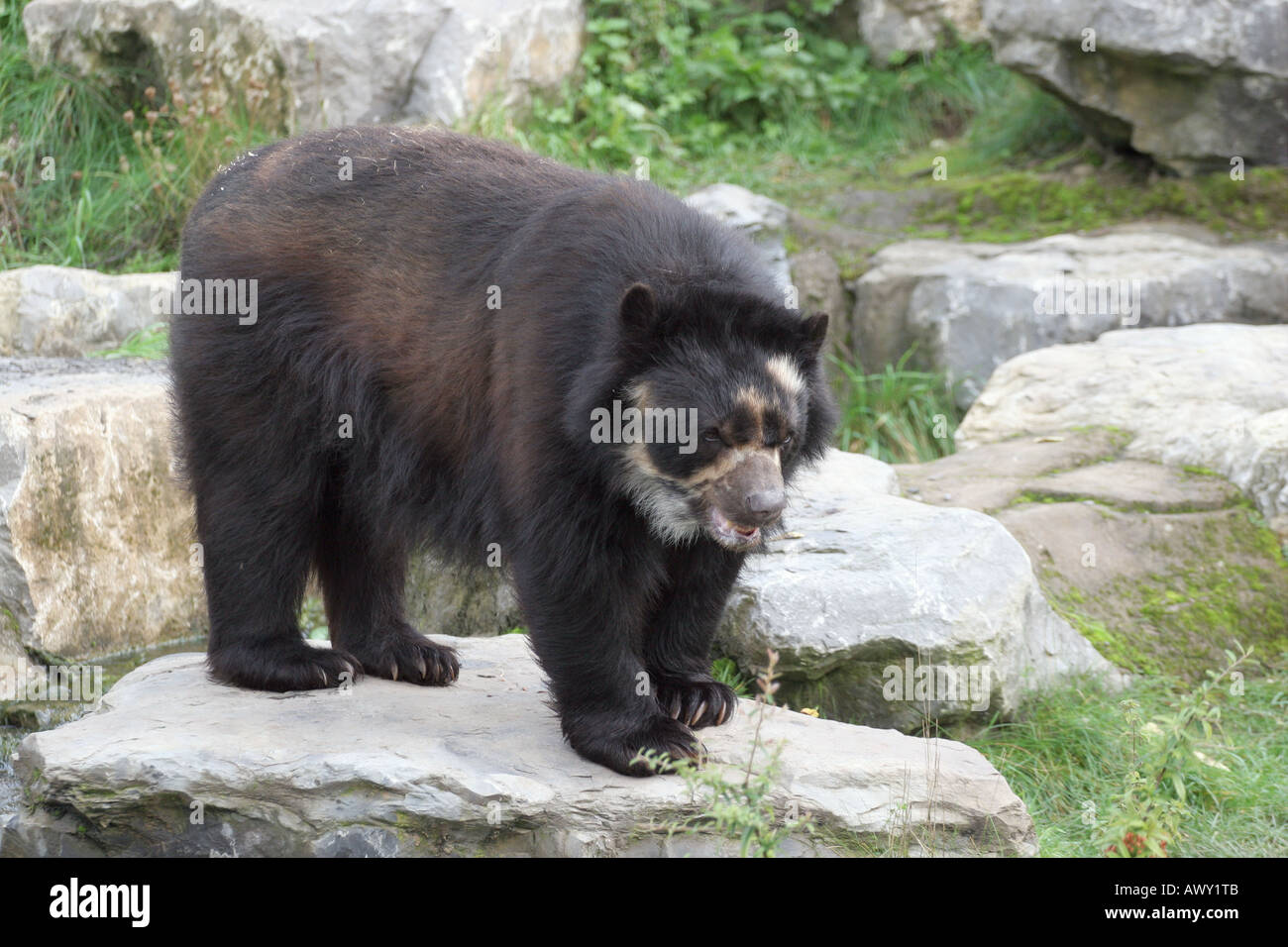Spectacled Bear (Tremarctos ornatus) Stock Photo