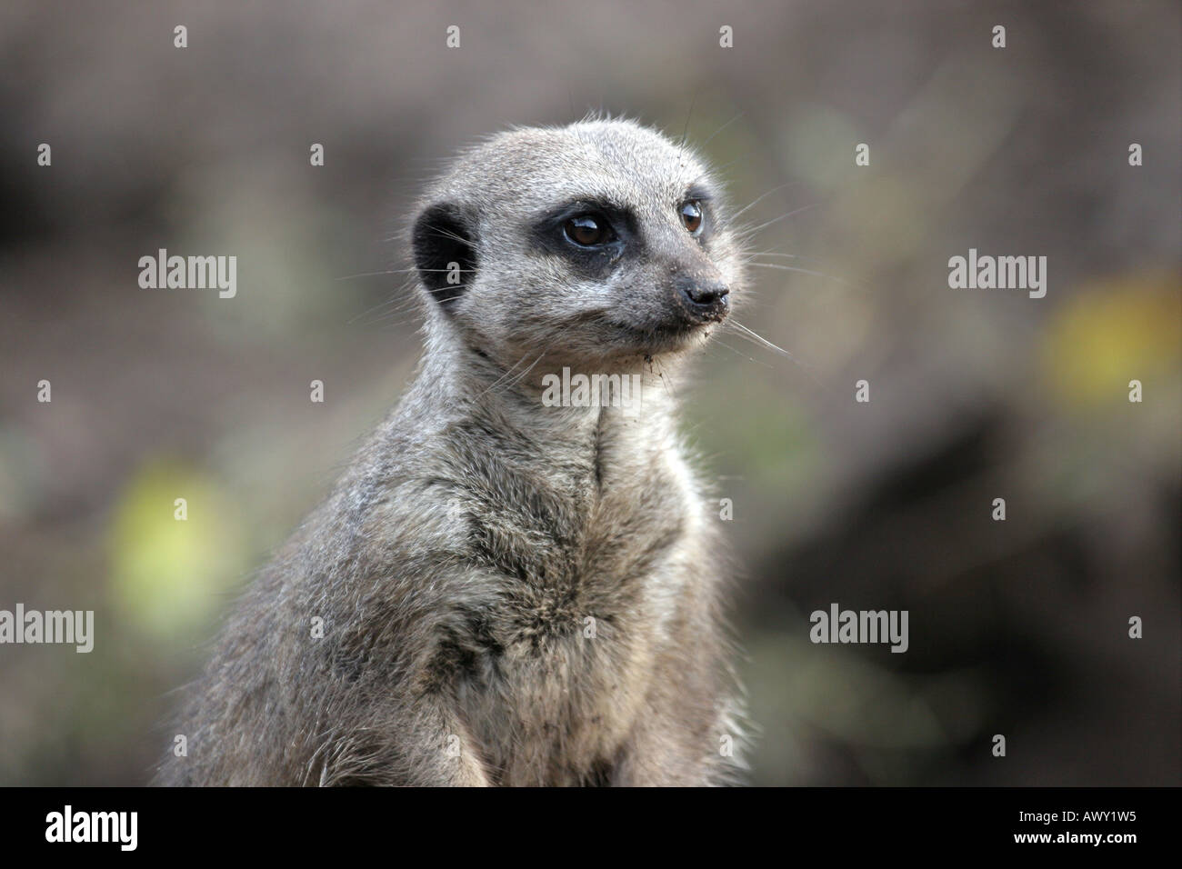 Meerkat (Suricata suricata) Stock Photo