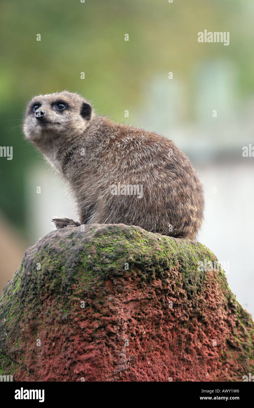 Meerkat (Suricata suricata) Stock Photo