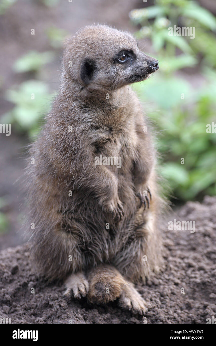 Meerkat (Suricata suricata) Stock Photo