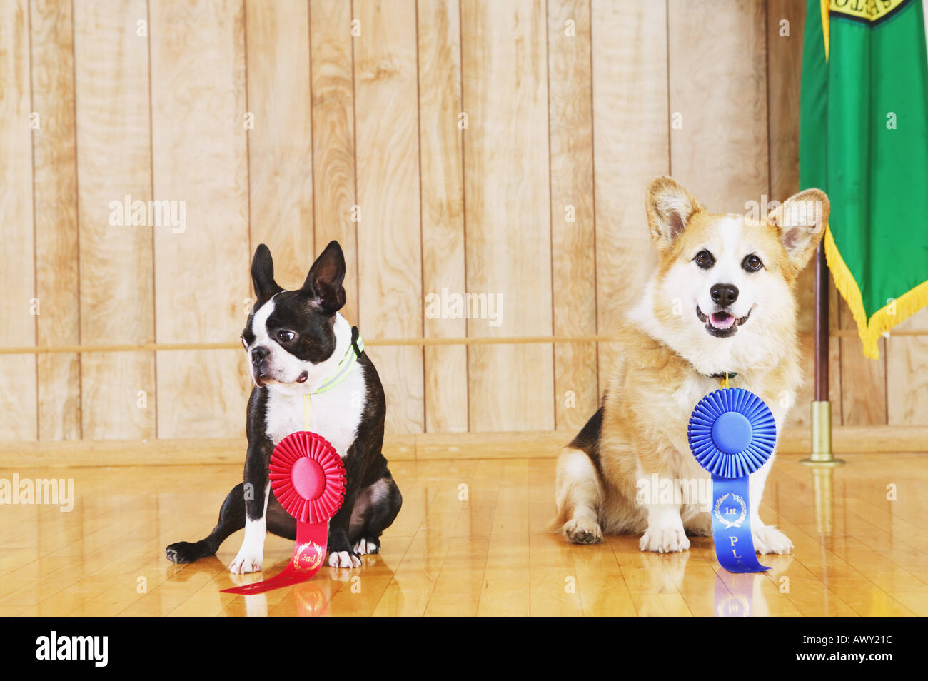Portrait of dog show winners Stock Photo