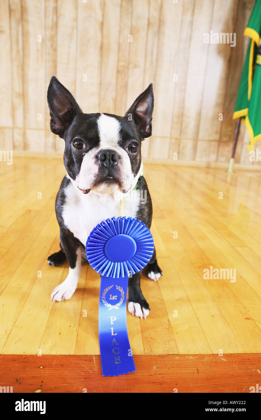 Portrait of a dog with blue ribbon Stock Photo