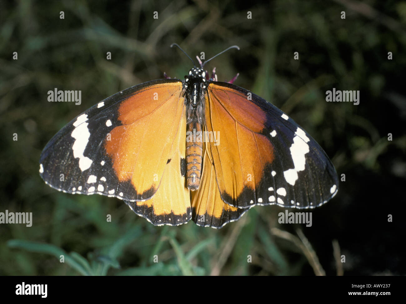 Plain Tiger Butterfly, Danaus chrysippus Stock Photo