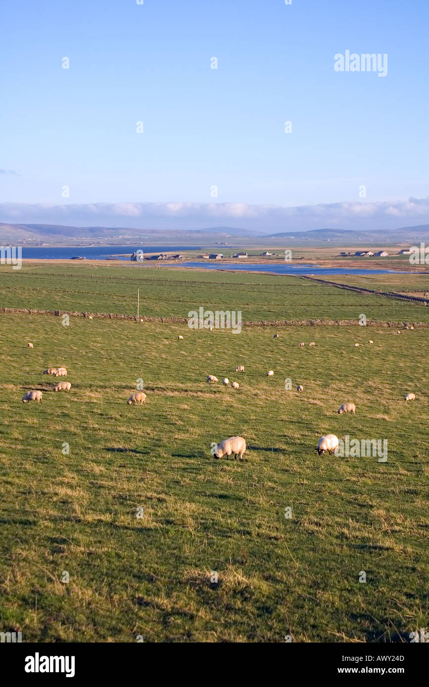 dh  SANDWICK ORKNEY Sheep flock in fields Mill Dam of Rango Loch of Harray Stock Photo