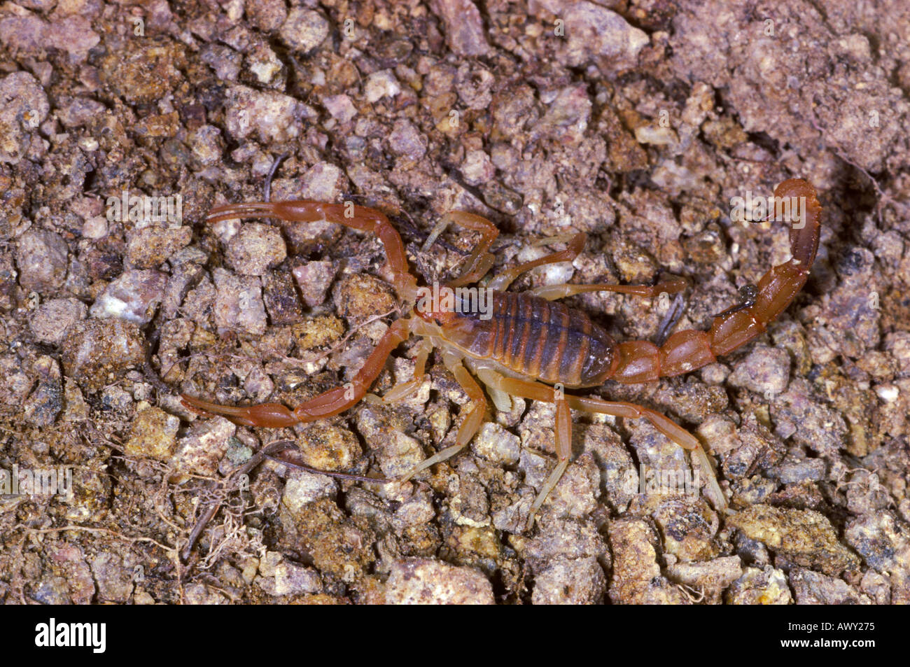 Scorpion, Buthus occitanus Stock Photo