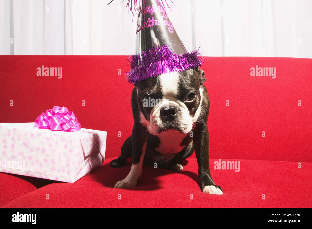 Dog celebrating a birthday Stock Photo