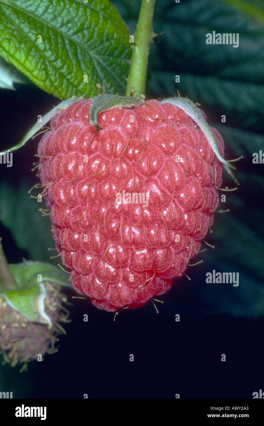 Raspberry bush up close hi-res stock photography and images - Alamy