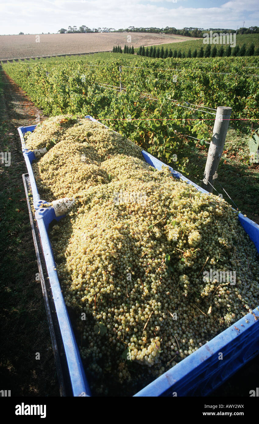 Bins holding harvested wine grapes Stock Photo