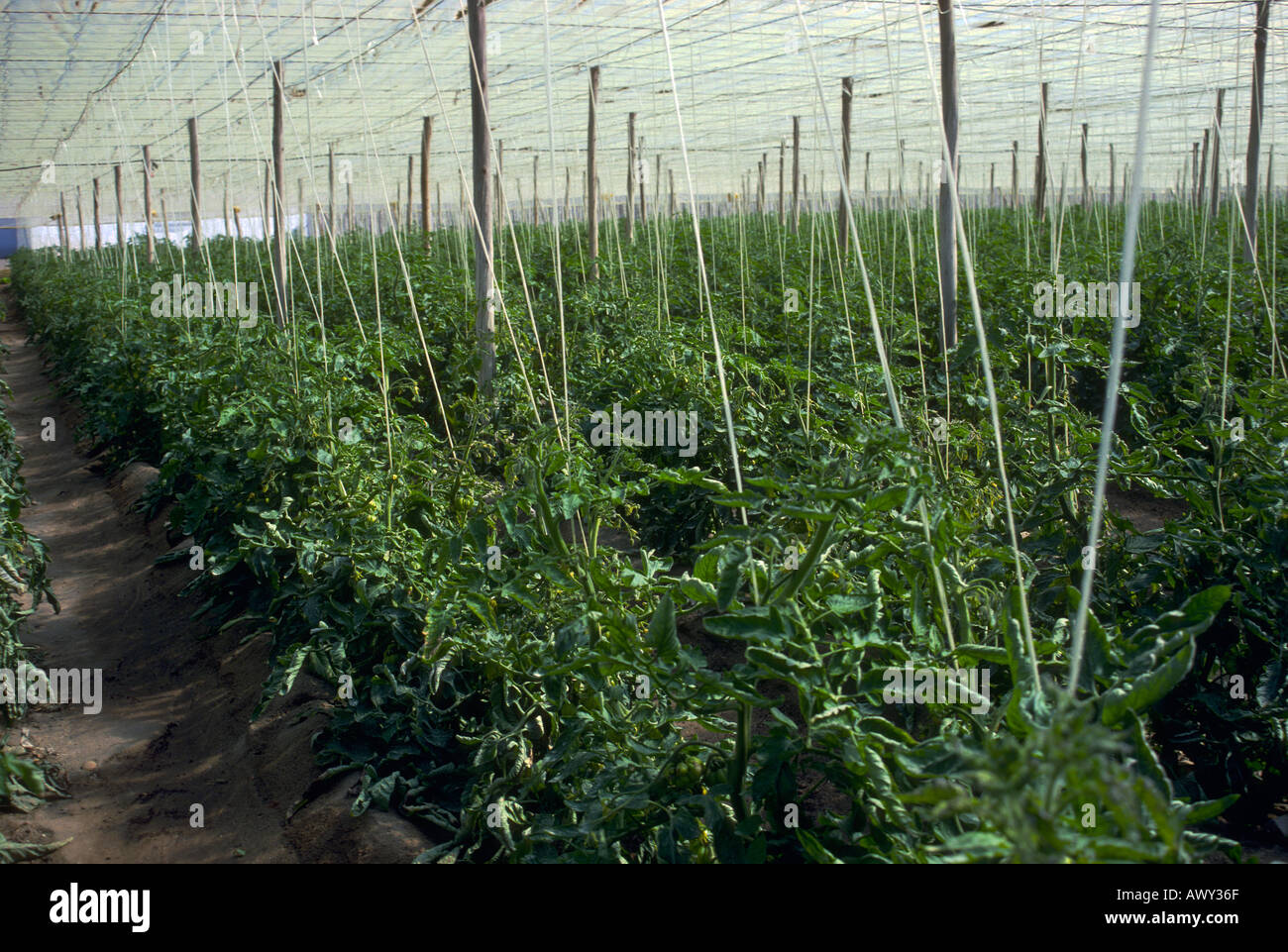 Tomatoes Greenhouse Spain Stock Photos & Tomatoes Greenhouse Spain Stock Images Alamy