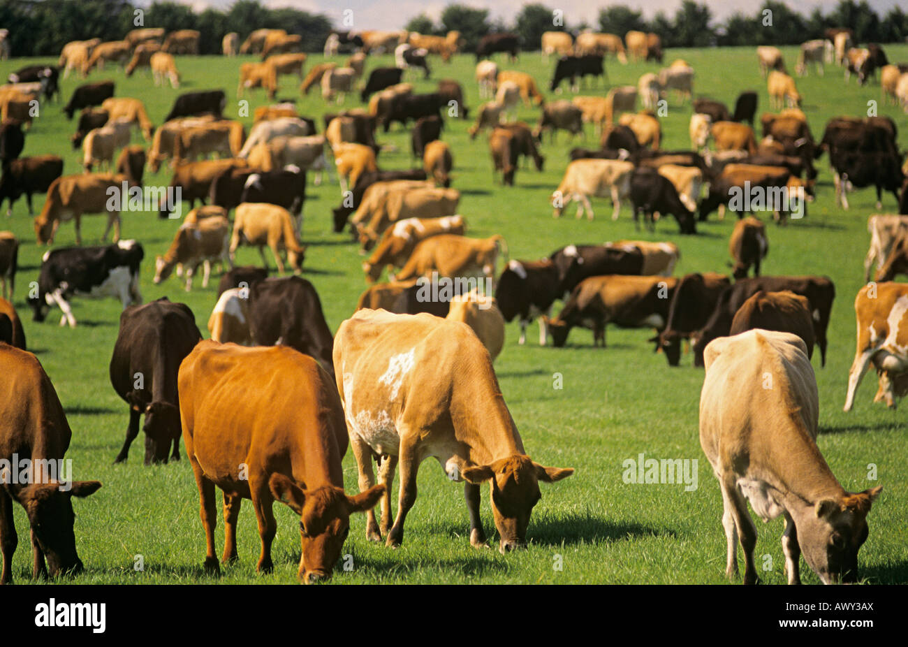 Jersey dairy cows in green pasture Stock Photo - Alamy