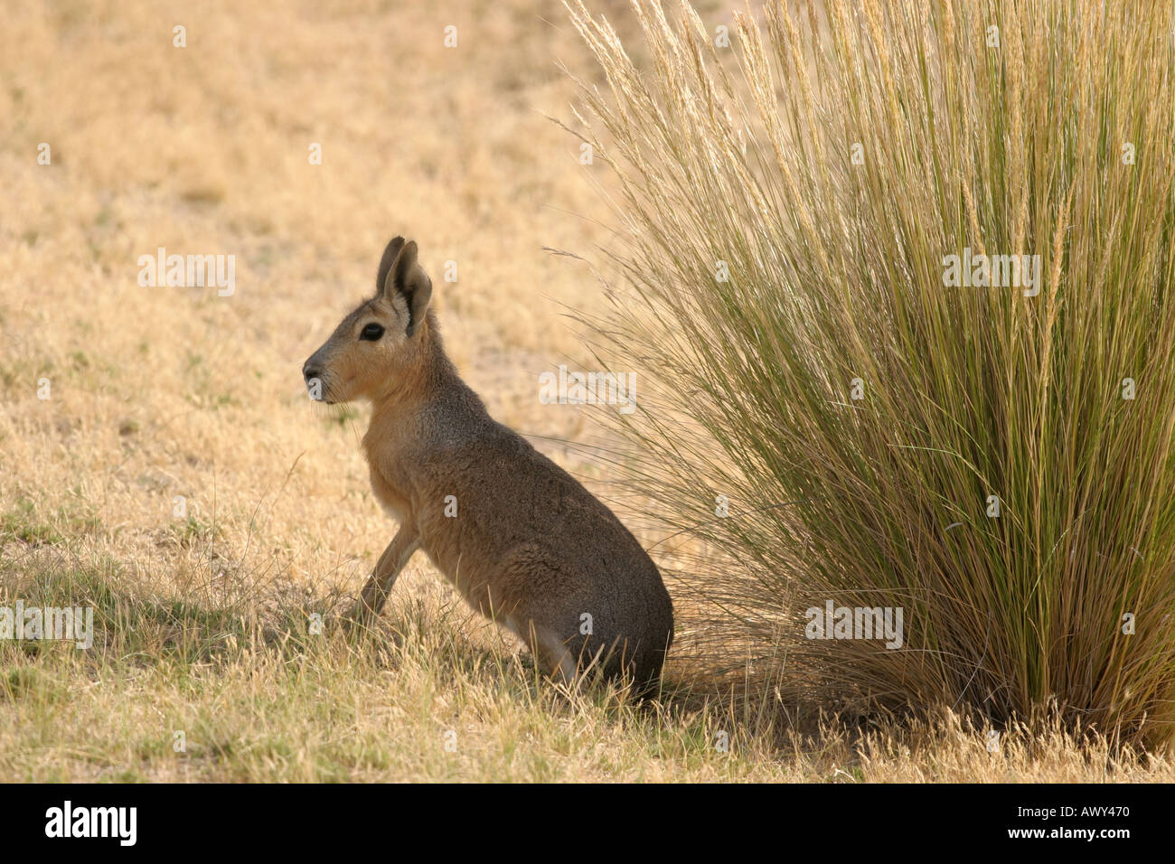 The Mara - a hare-like rodent near Puerto Madryn, Patagonia, Argentina Stock Photo