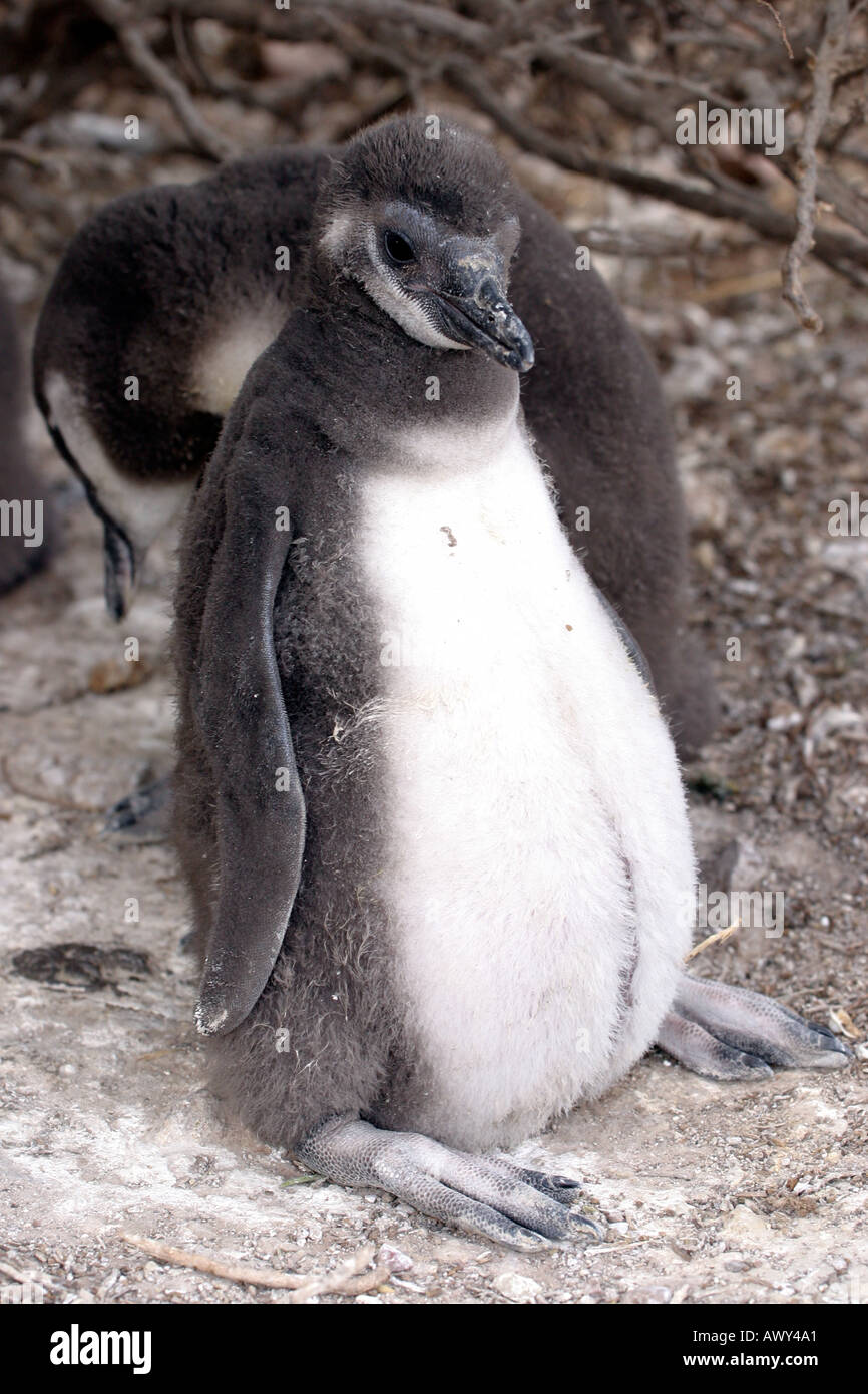 Young Magellanic penguin near Puerto Madryn Argentina Stock Photo
