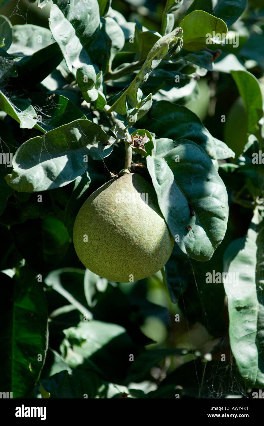 Unripened grapefruit hires stock photography and images Alamy