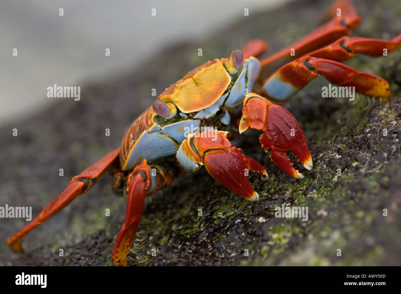 Sally lightfoot crab Galapagos islands Ecuador Stock Photo - Alamy