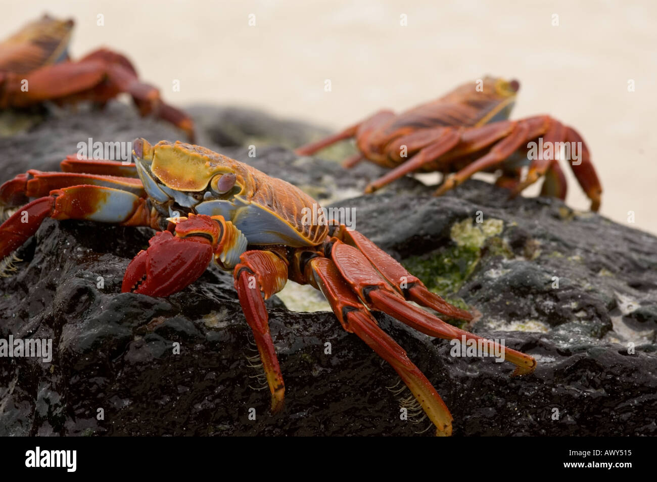 Sally lightfoot crab Galapagos islands Ecuador Stock Photo - Alamy