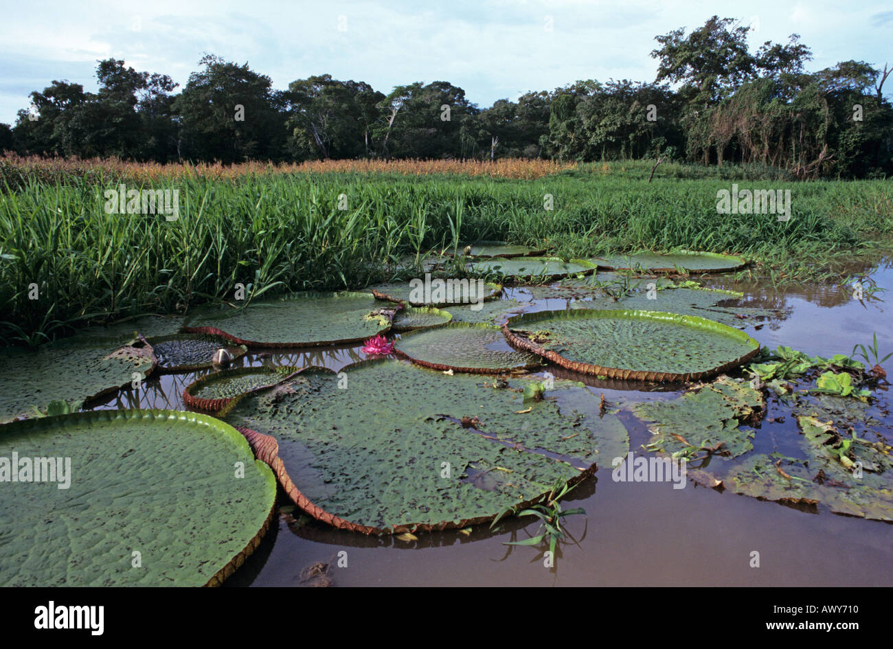 Giant Lily Pads Amazon Rainforest Brazil Stock Photo Alamy