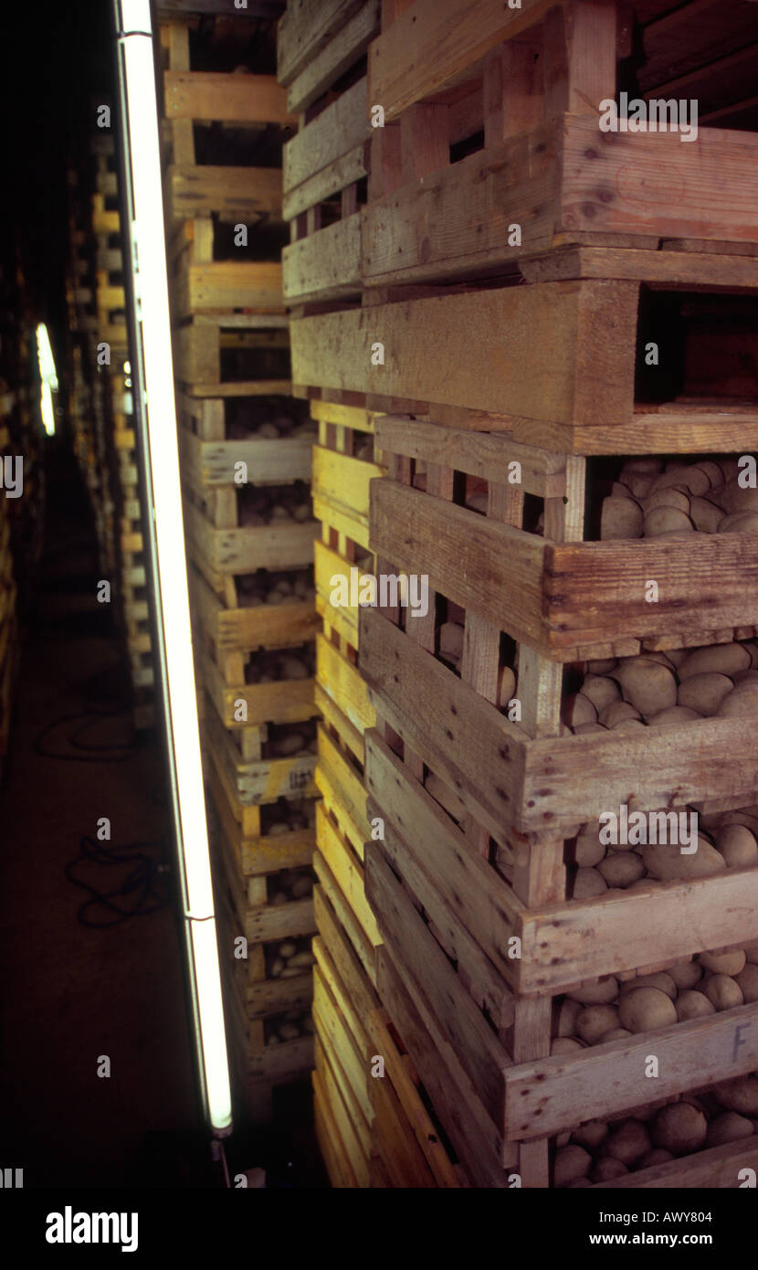 Electric neon light to bring on seeding of potatoes Stock Photo