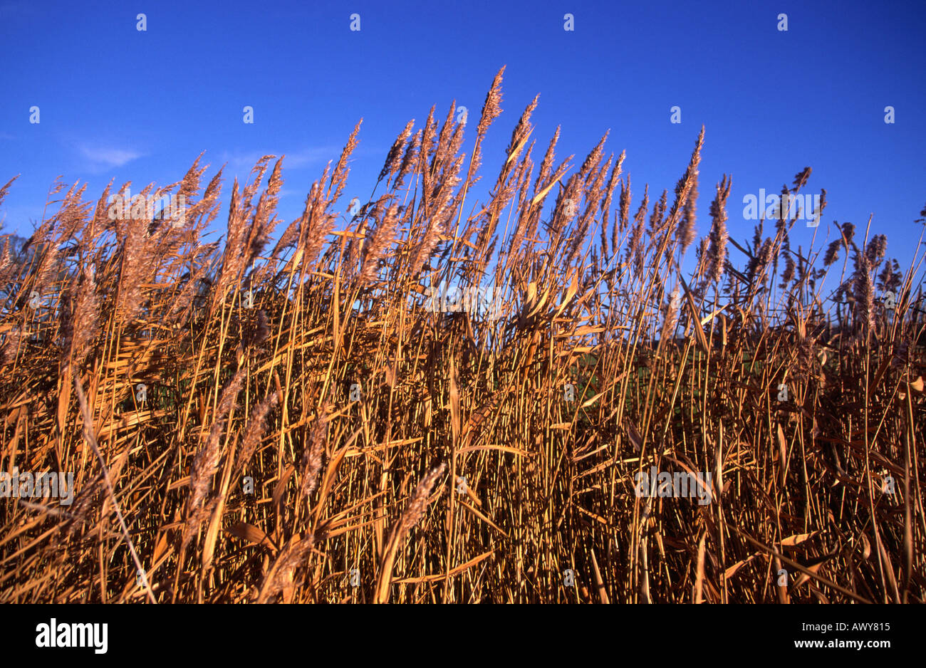 Side view of reed beds against blue sky Snape Suffolk England Stock
