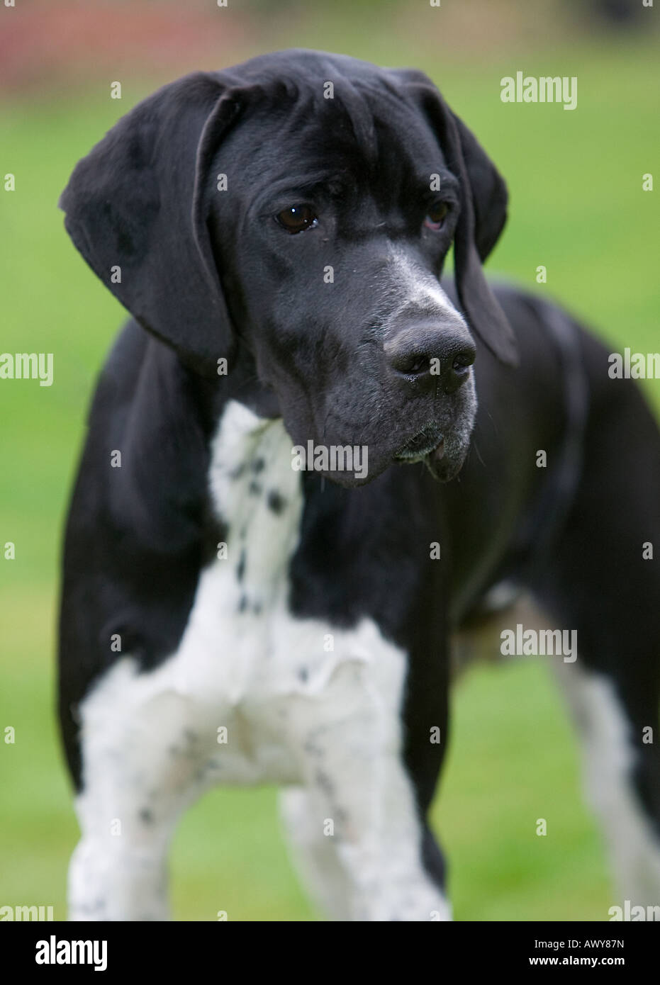 pointer dog young Stock Photo