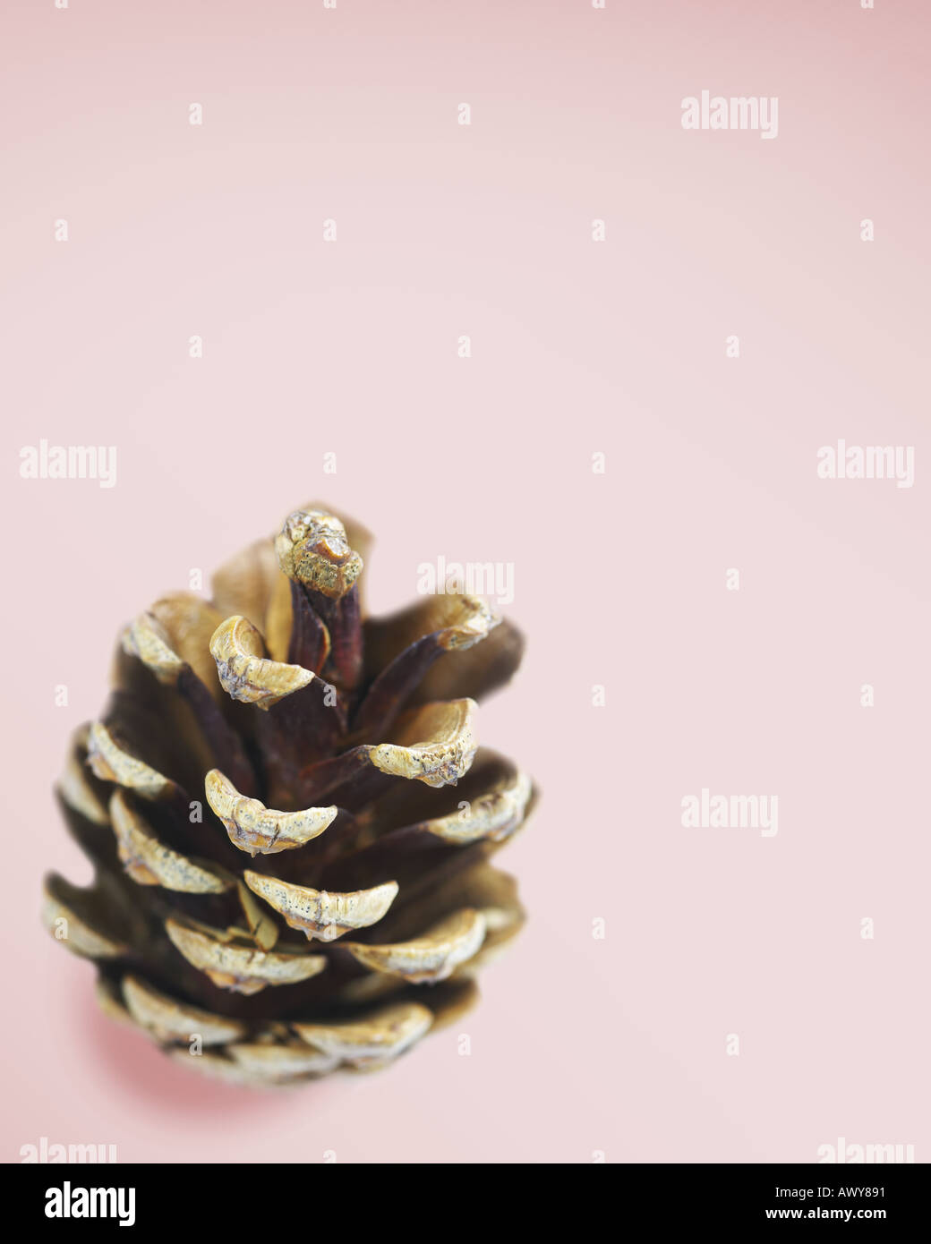 Closed and open pine cone hi-res stock photography and images - Alamy