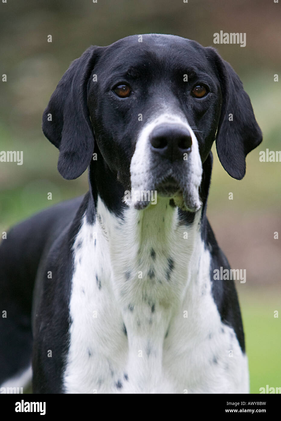Black and white Pointer dog Stock Photo