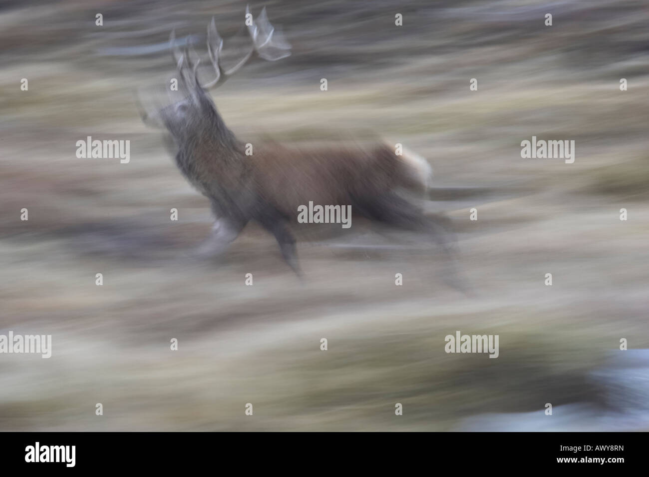 Red deer stag in motion Stock Photo