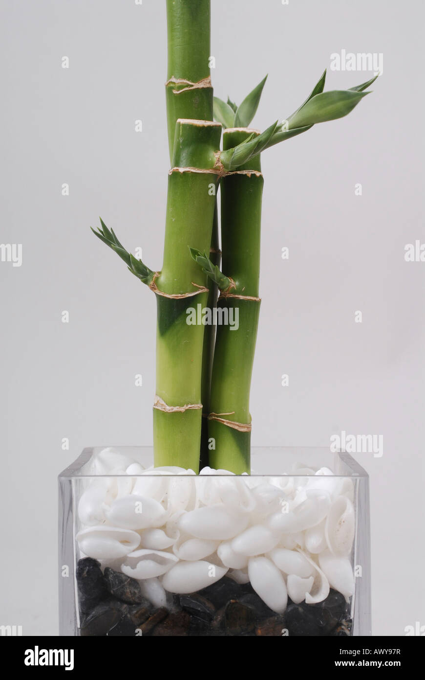 Lucky Bamboo Plant In Glass Vase On White Background Stock Photo